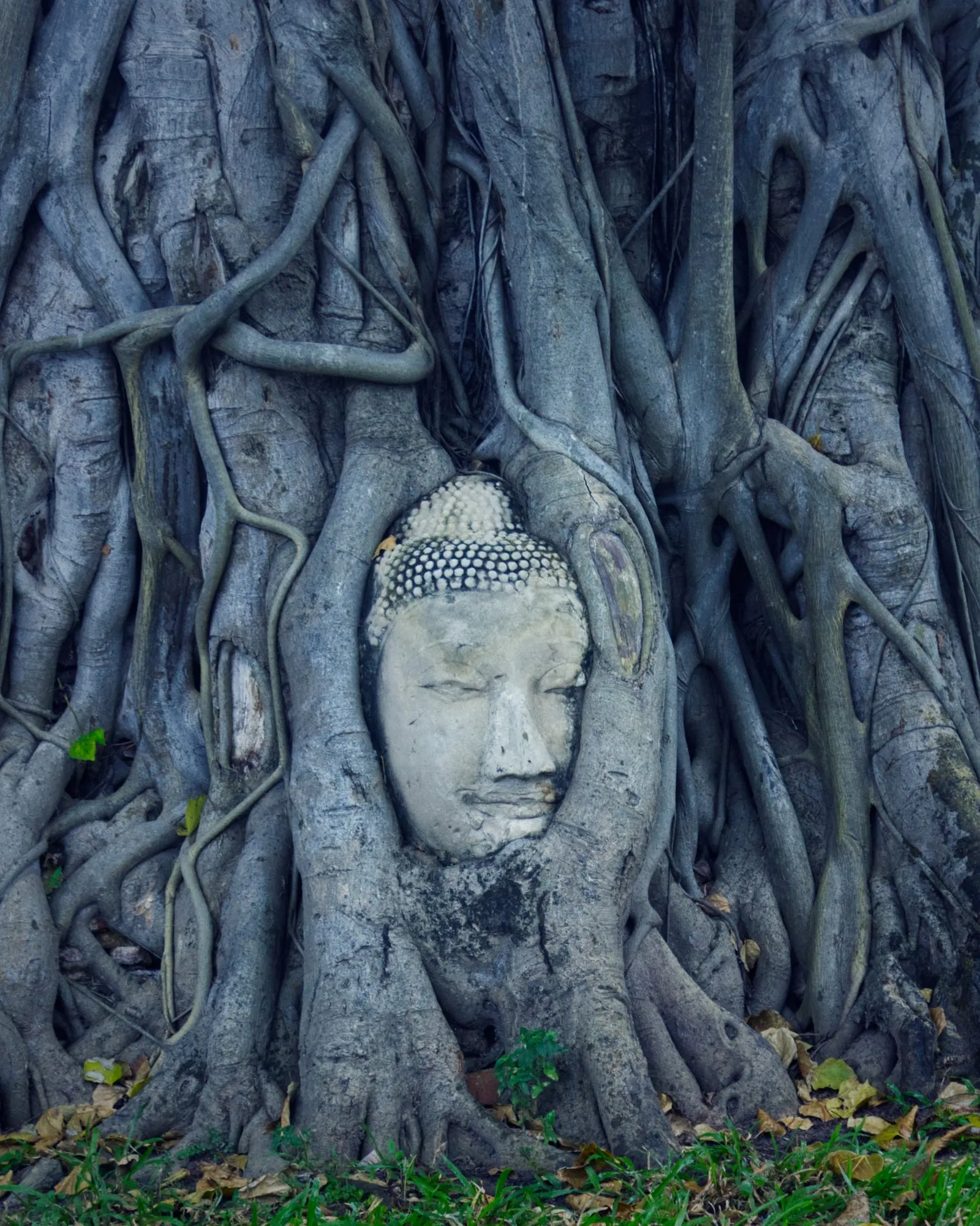 Buddha head among the roots