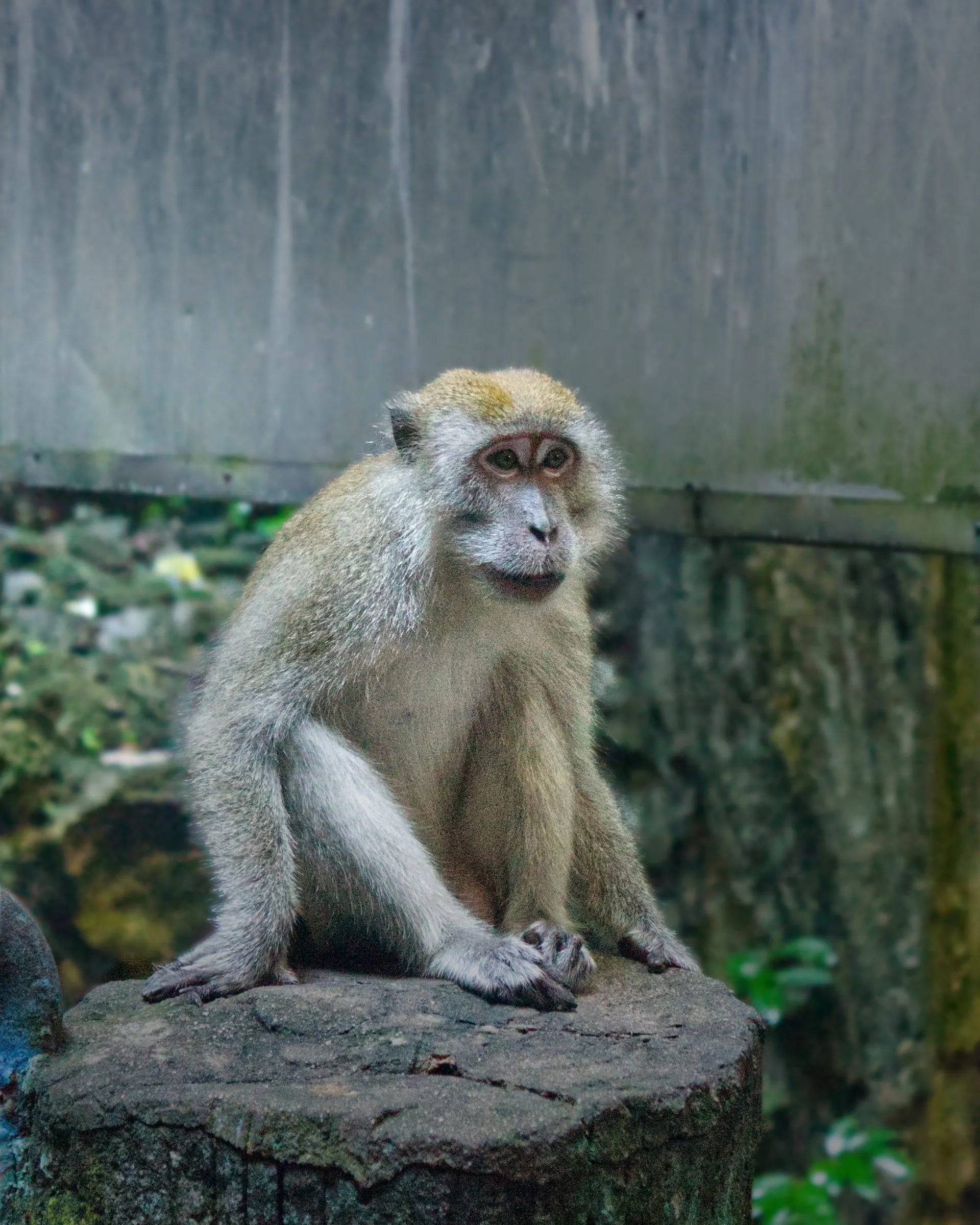 Monkey in the forest