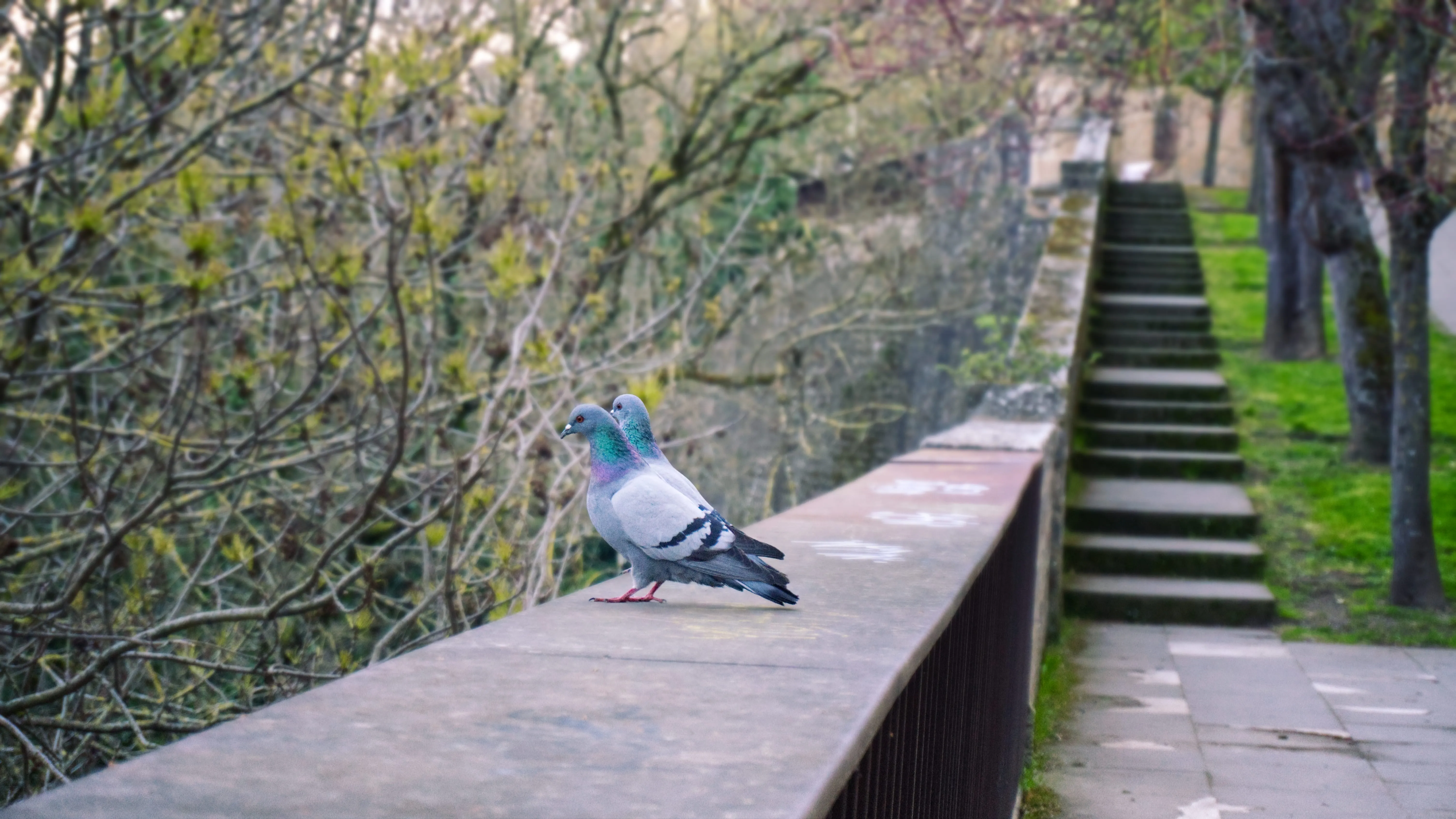 Contemplating pidgeons